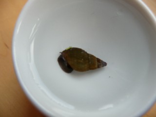 P1030558 [320x200].JPG