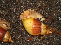rodatzi002.jpg