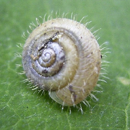 Seidenglänzende Laubschnecke (Trichia sericea).jpg
