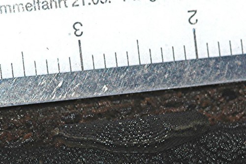 DSC_2897 Nacktschnecke mit Maß, Ausschnitt, Helligkeit, Schärfe 50 %.JPG